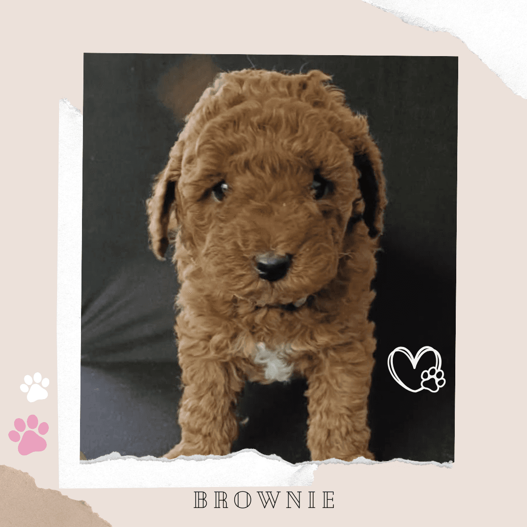 Brownie - Available on Breeders Terms! the Toy Cavoodle puppy