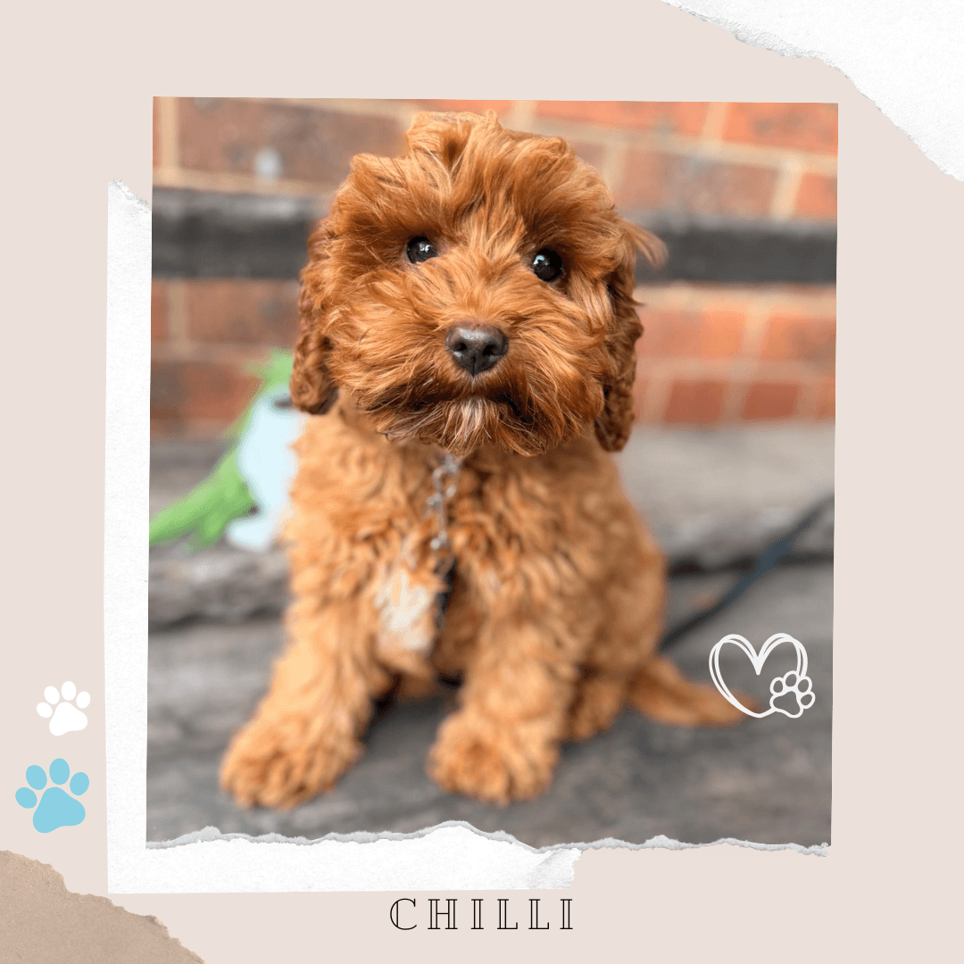 CHILLI the Toy Cavoodle puppy