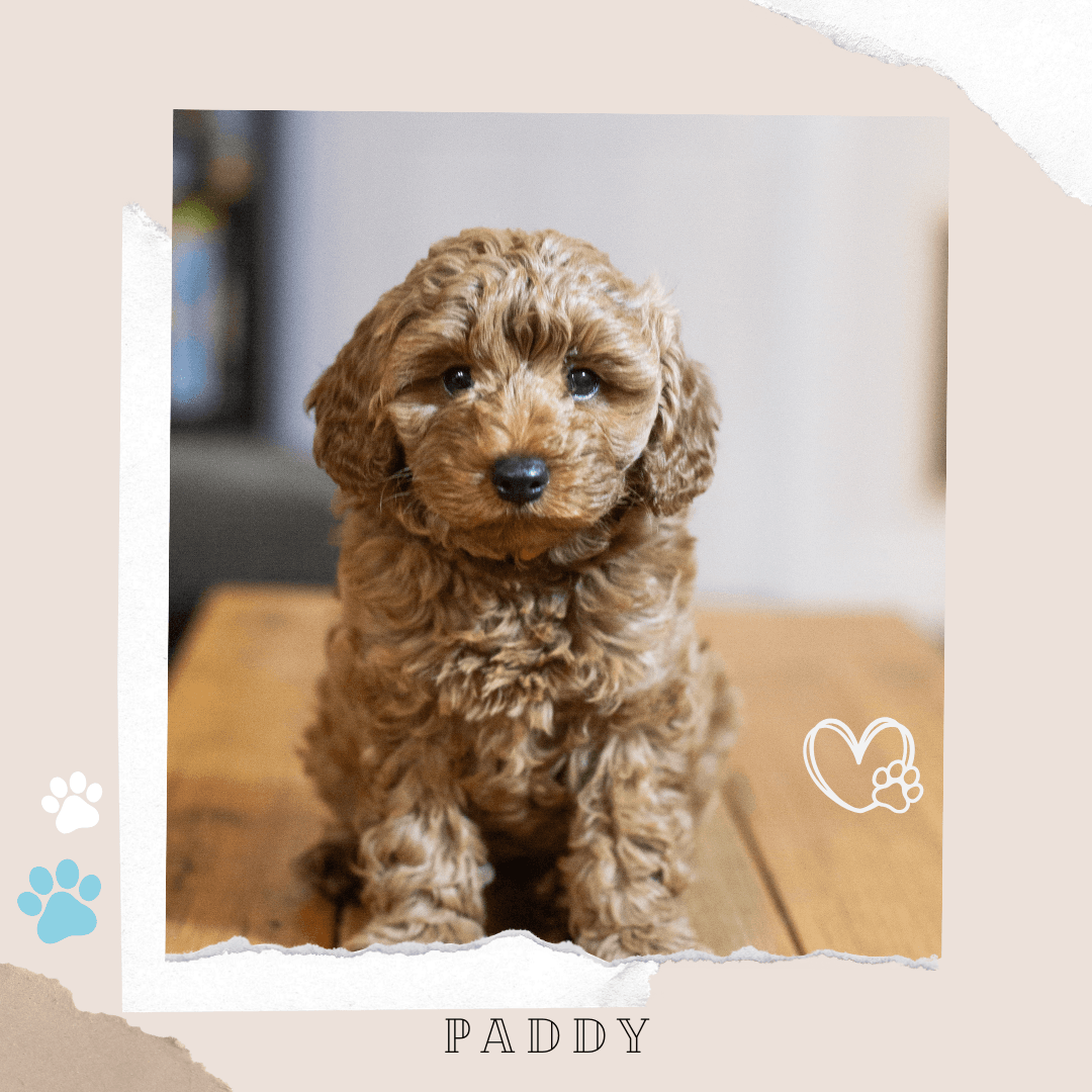 Paddy the Toy Cavoodle puppy