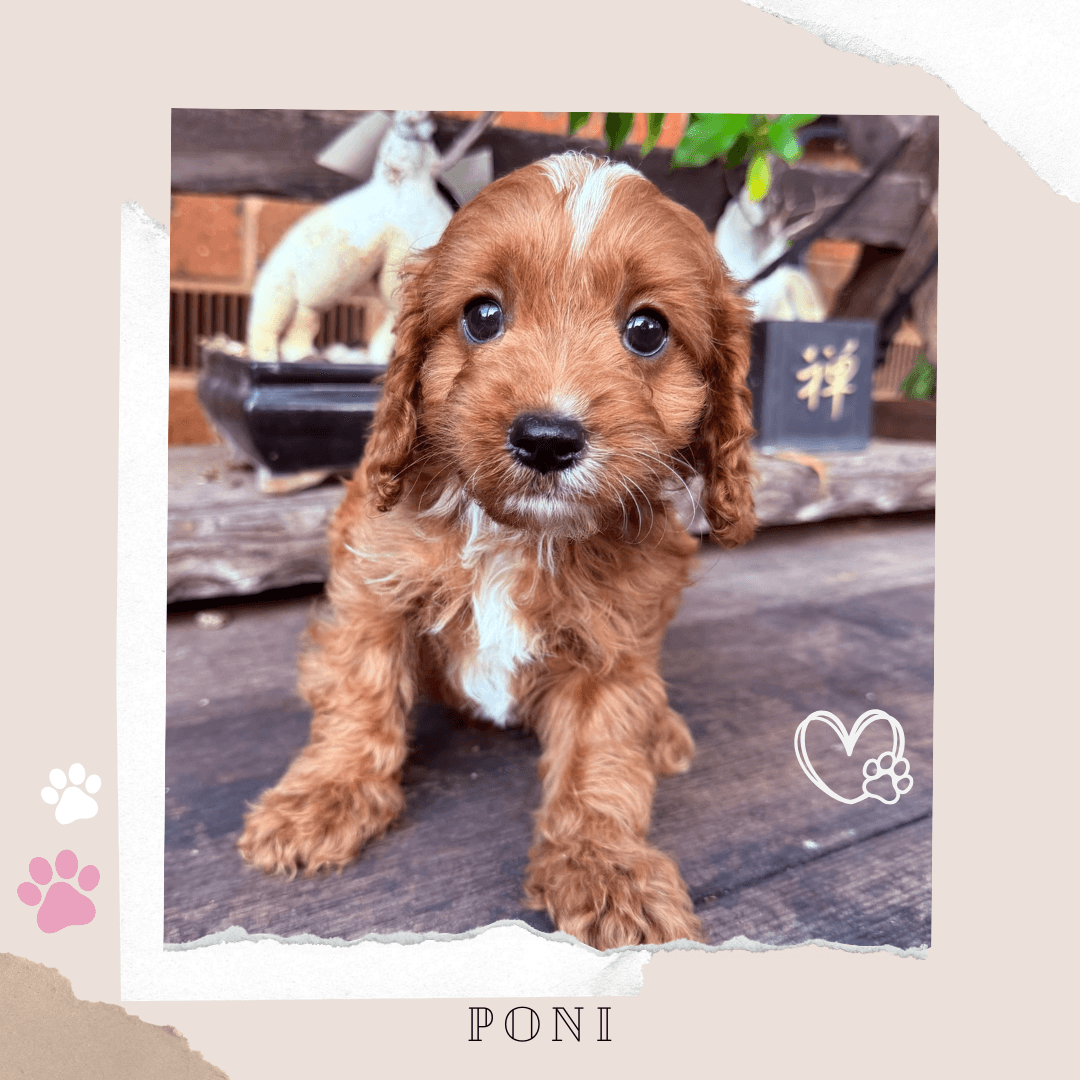 PONI the Toy Cavoodle puppy