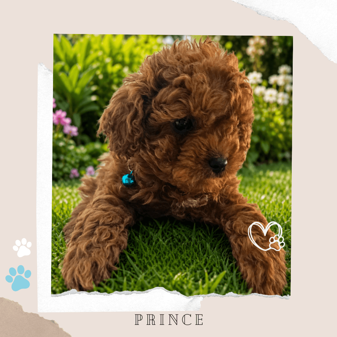 PRINCE the F1B Toy Cavoodle puppy
