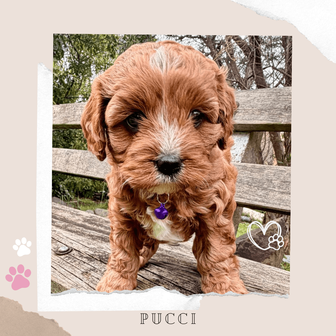Pucci the Toy Cavoodle puppy