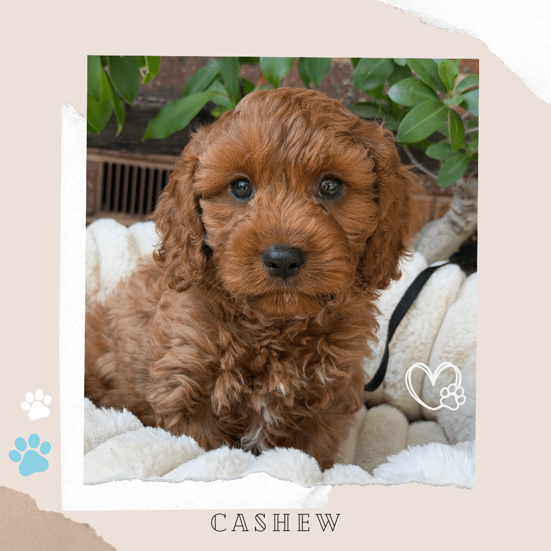 Cashew the Toy Cavoodle puppy