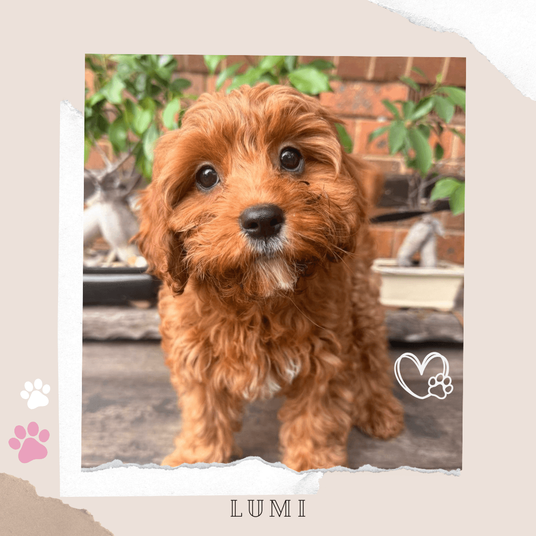 Lumi the 1st Gen Toy Cavoodle puppy
