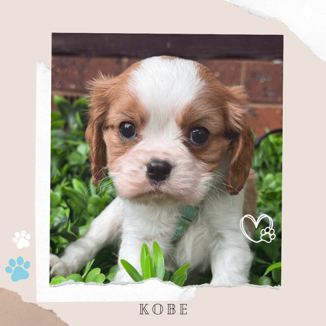 KOBE the Toy Cavoodle puppy