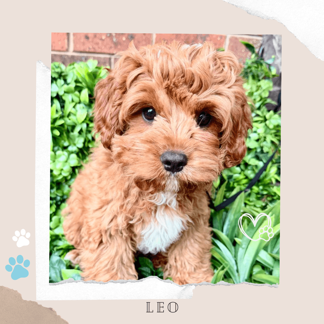 ELI the Toy Cavoodle puppy