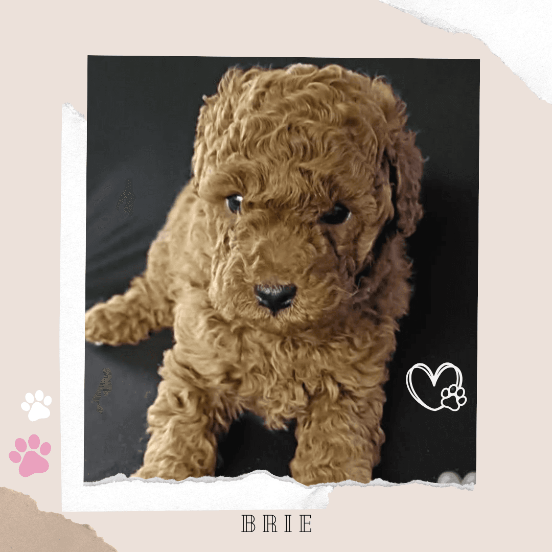 Brie the Toy Cavoodle puppy