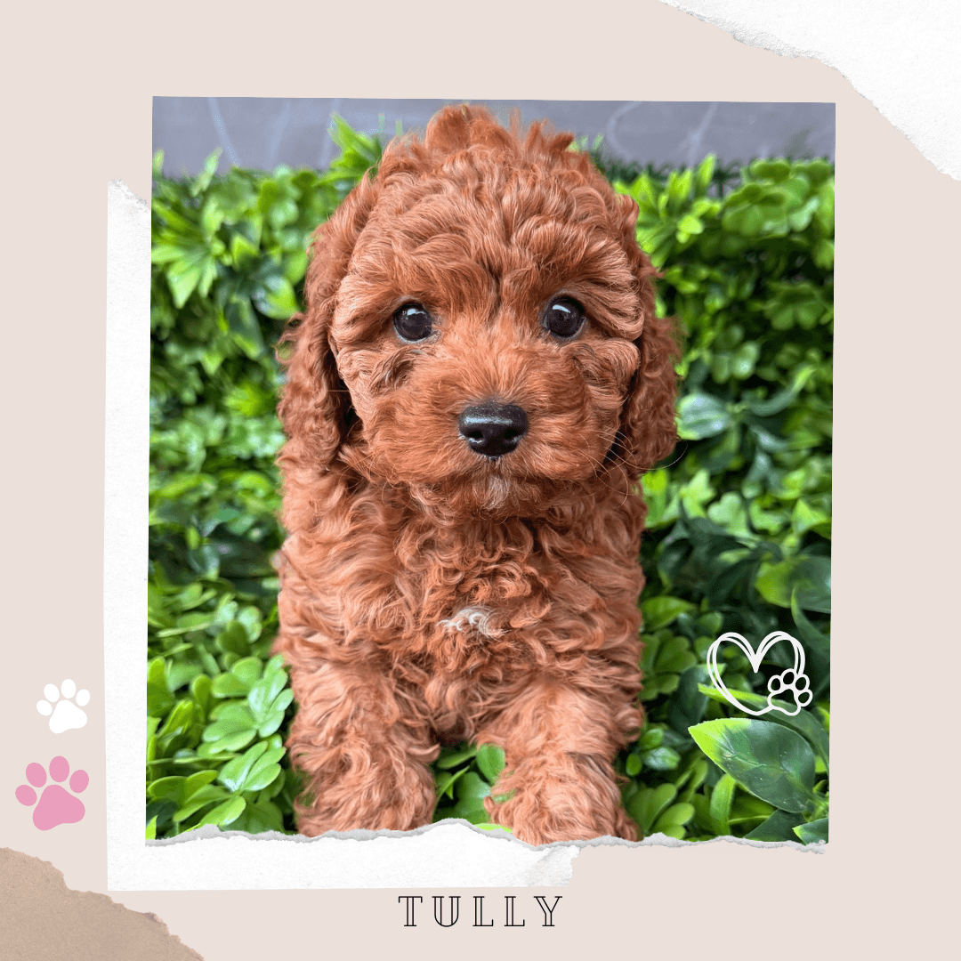Tully the Toy Cavoodle puppy