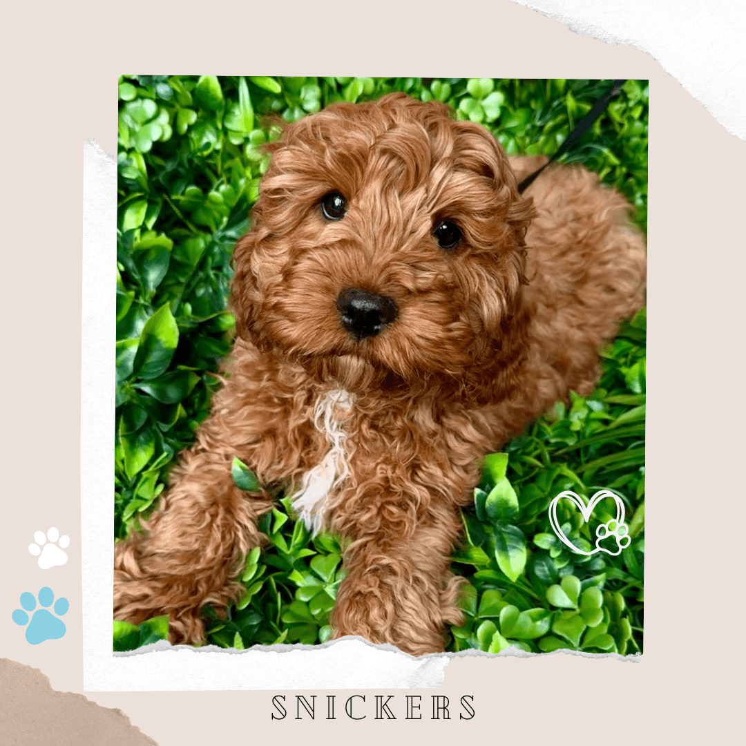 SNICKERS the Toy Cavoodle puppy