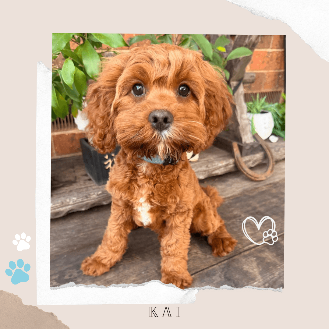 KAI the 1st Gen Toy Cavoodle puppy