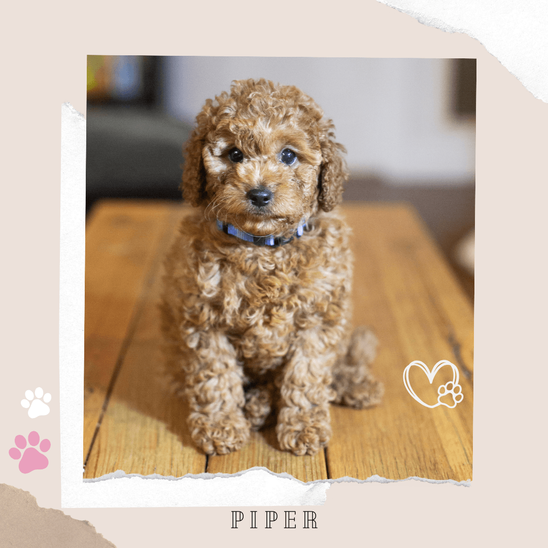 Piper the Toy Cavoodle puppy