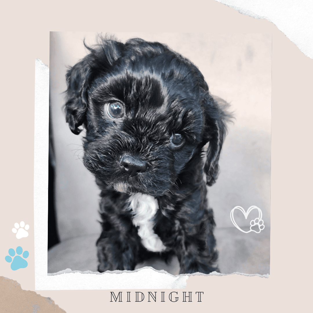 Midnight the Toy Cavoodle puppy