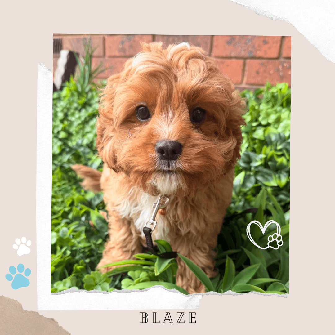 ELI the Toy Cavoodle puppy