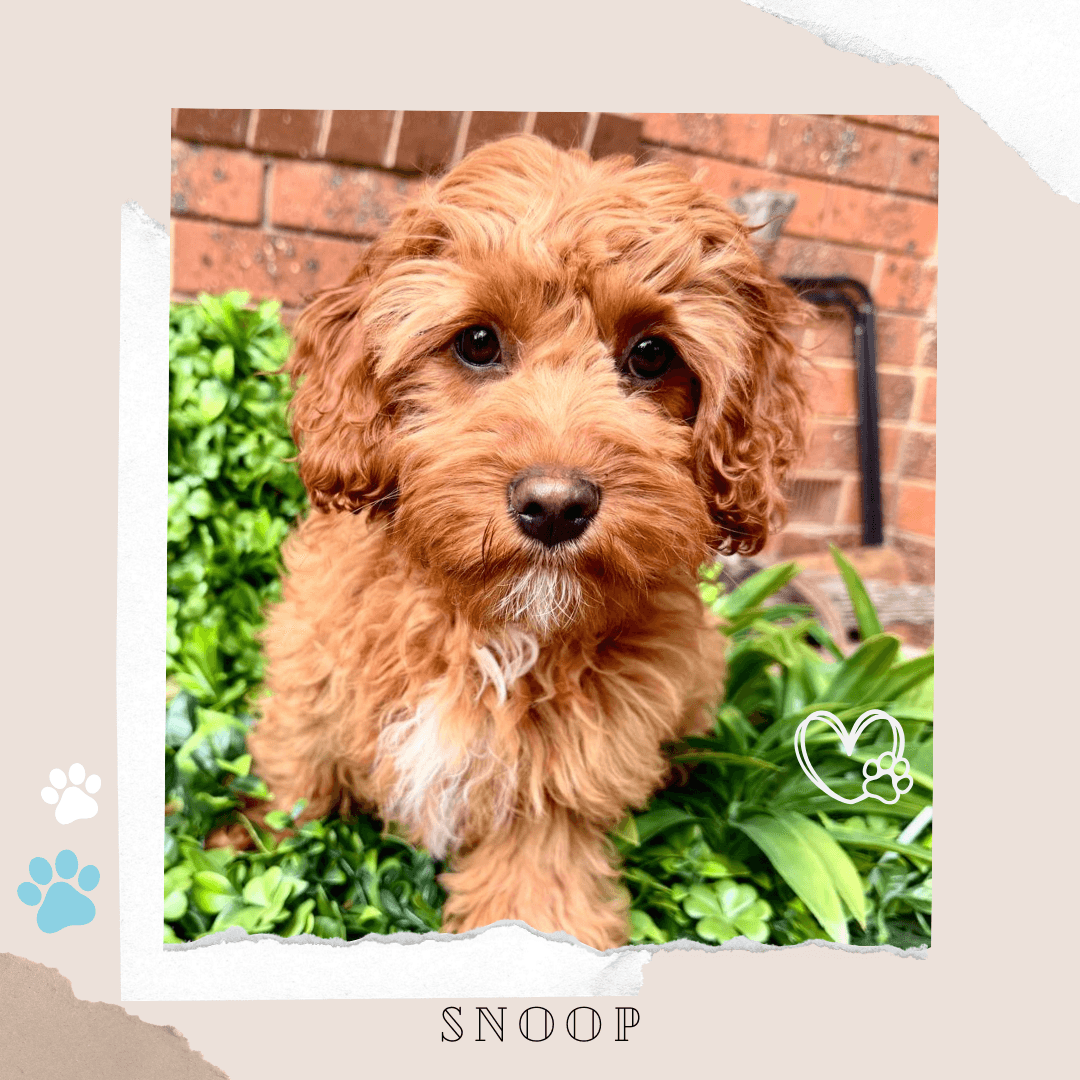 SNICKERS the Toy Cavoodle puppy