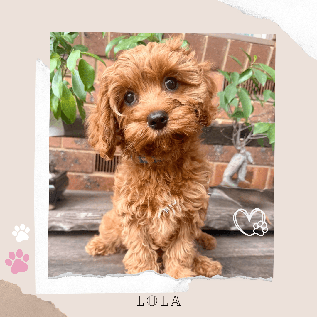 Lola the 1st Gen Toy Cavoodle puppy
