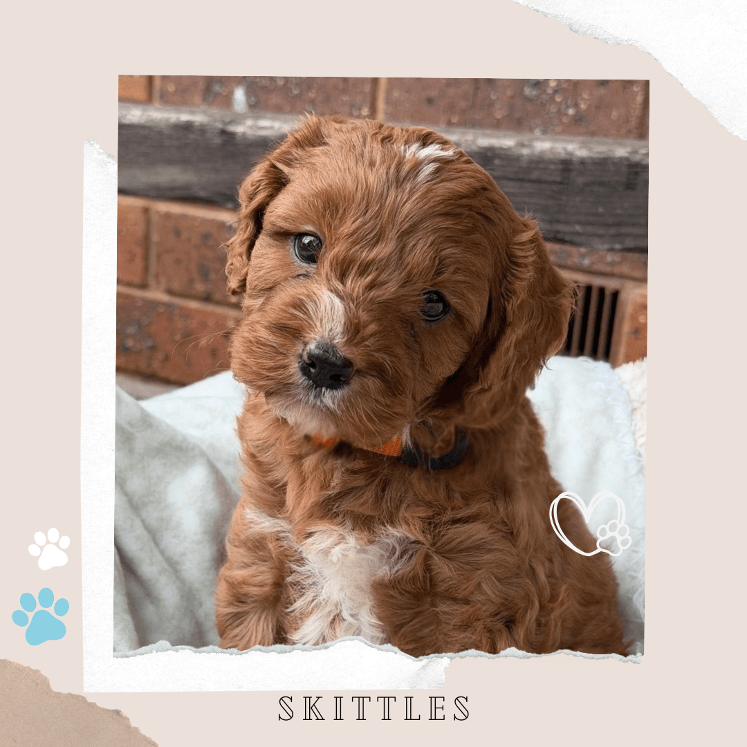 Skittles the Toy Cavoodle puppy