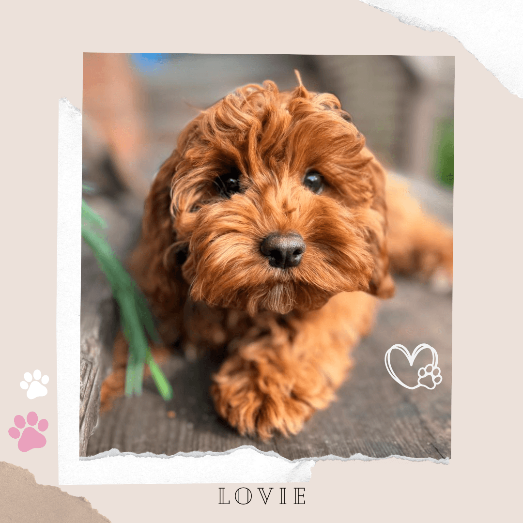 LOVIE the 1st Gen Toy Cavoodle puppy