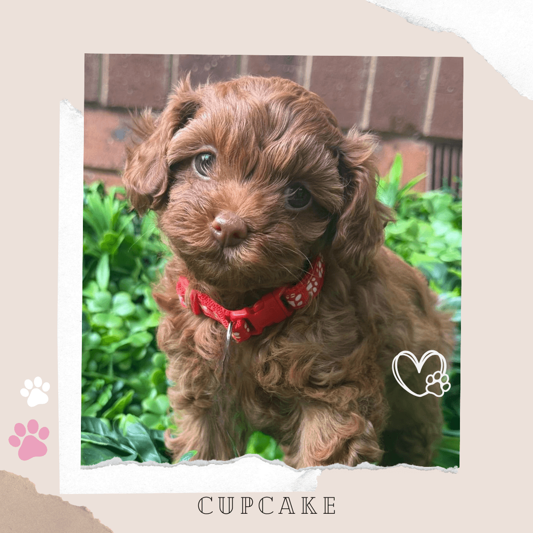 CUPCAKE the Teacup F1B Toy Cavoodle puppy