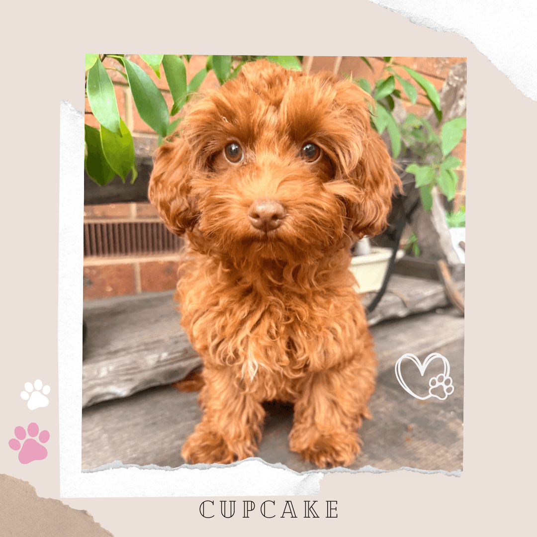 CUPCAKE the Teacup Cavoodle puppy
