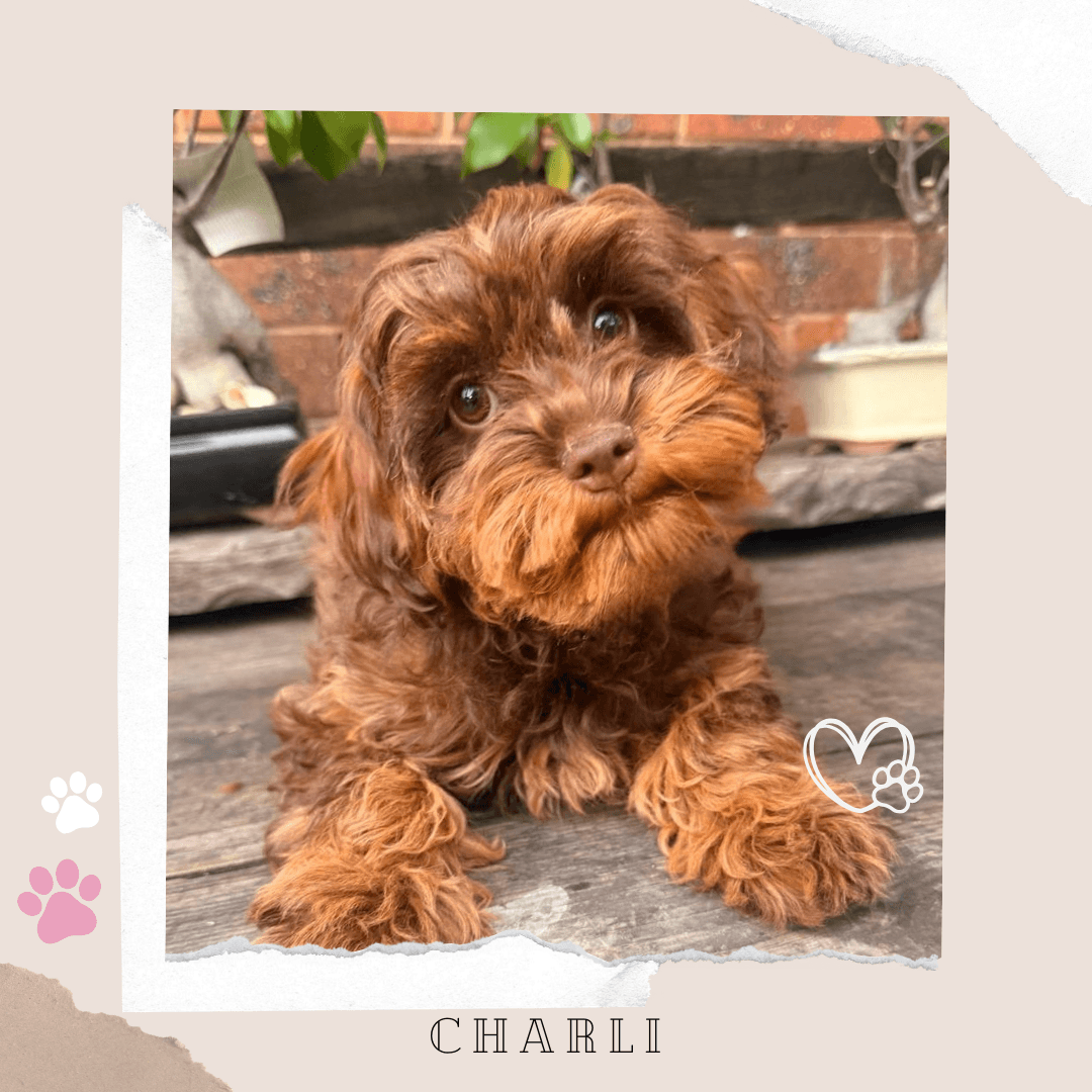 CHARLI the Teacup Cavoodle puppy