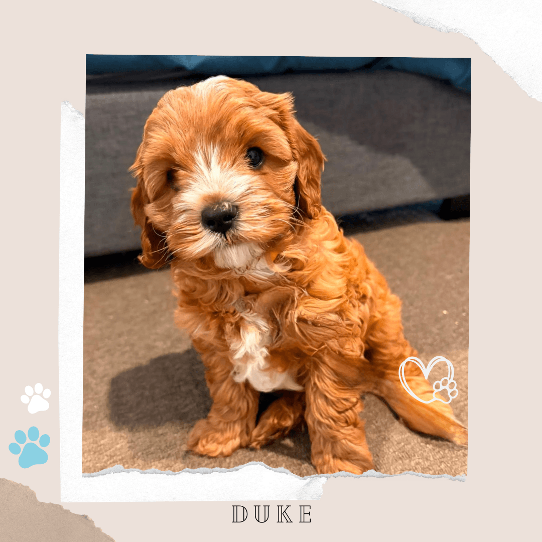 DUKE the Toy Cavoodle puppy