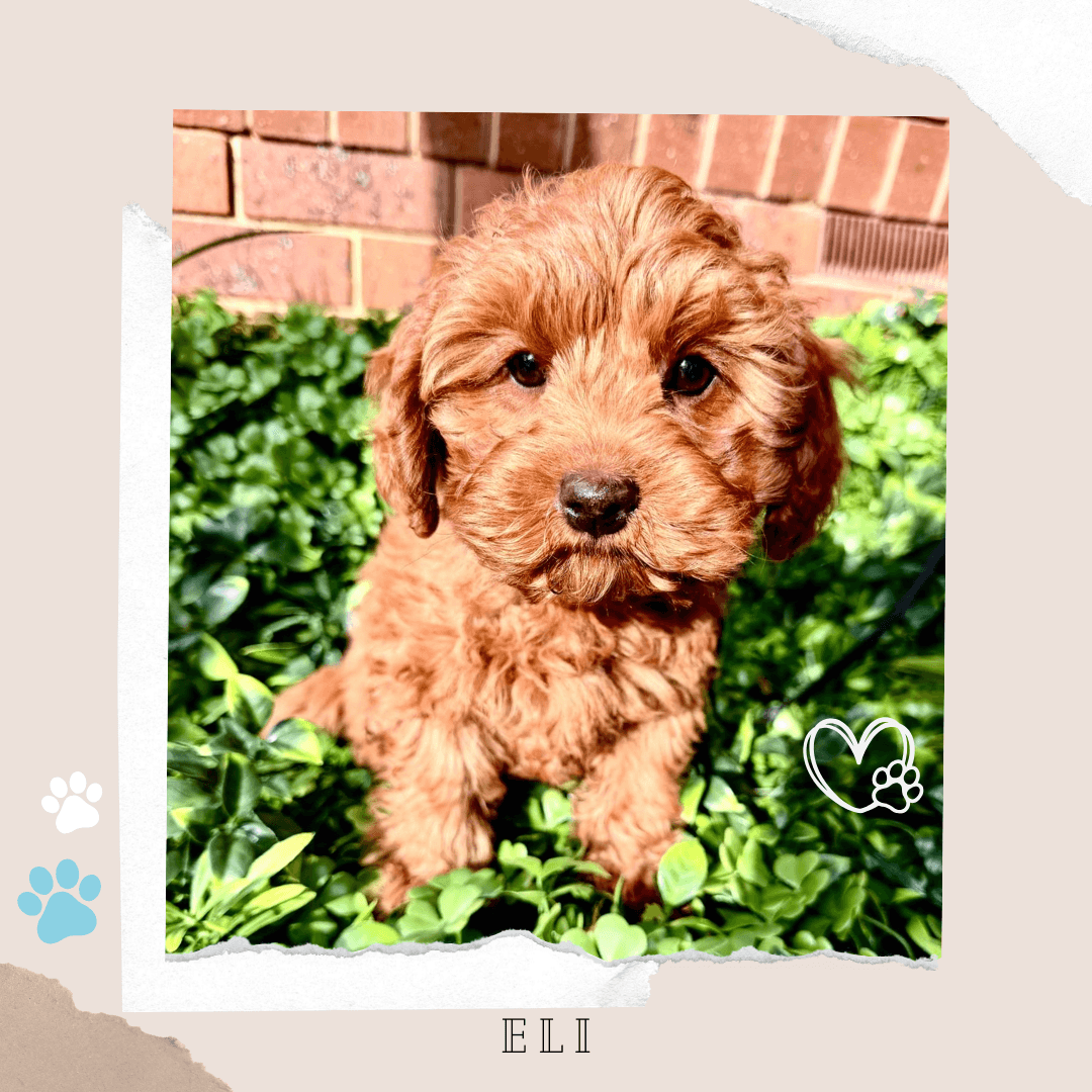 ELI the Toy Cavoodle puppy