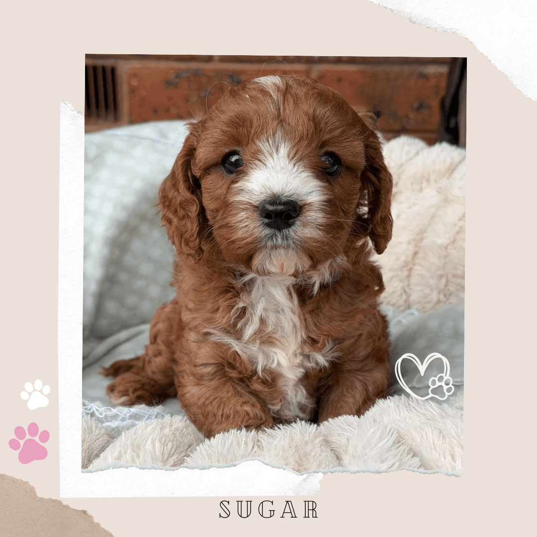 Sugar the Toy Cavoodle puppy