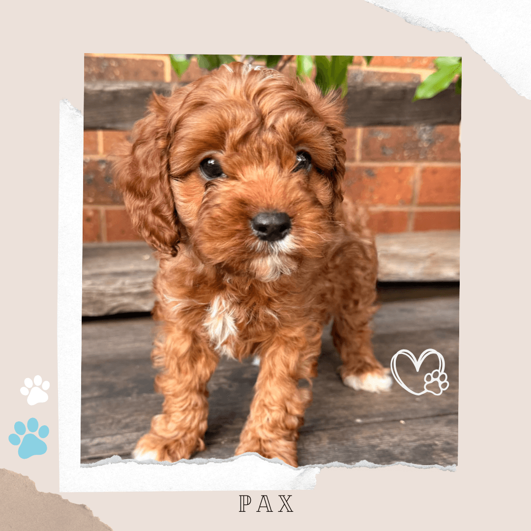 PAX the Toy Cavoodle puppy
