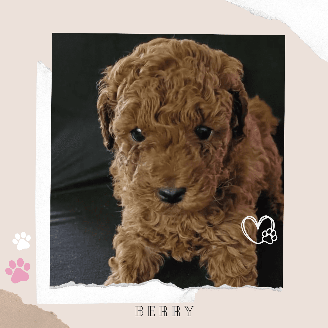 Berry the Toy Cavoodle puppy