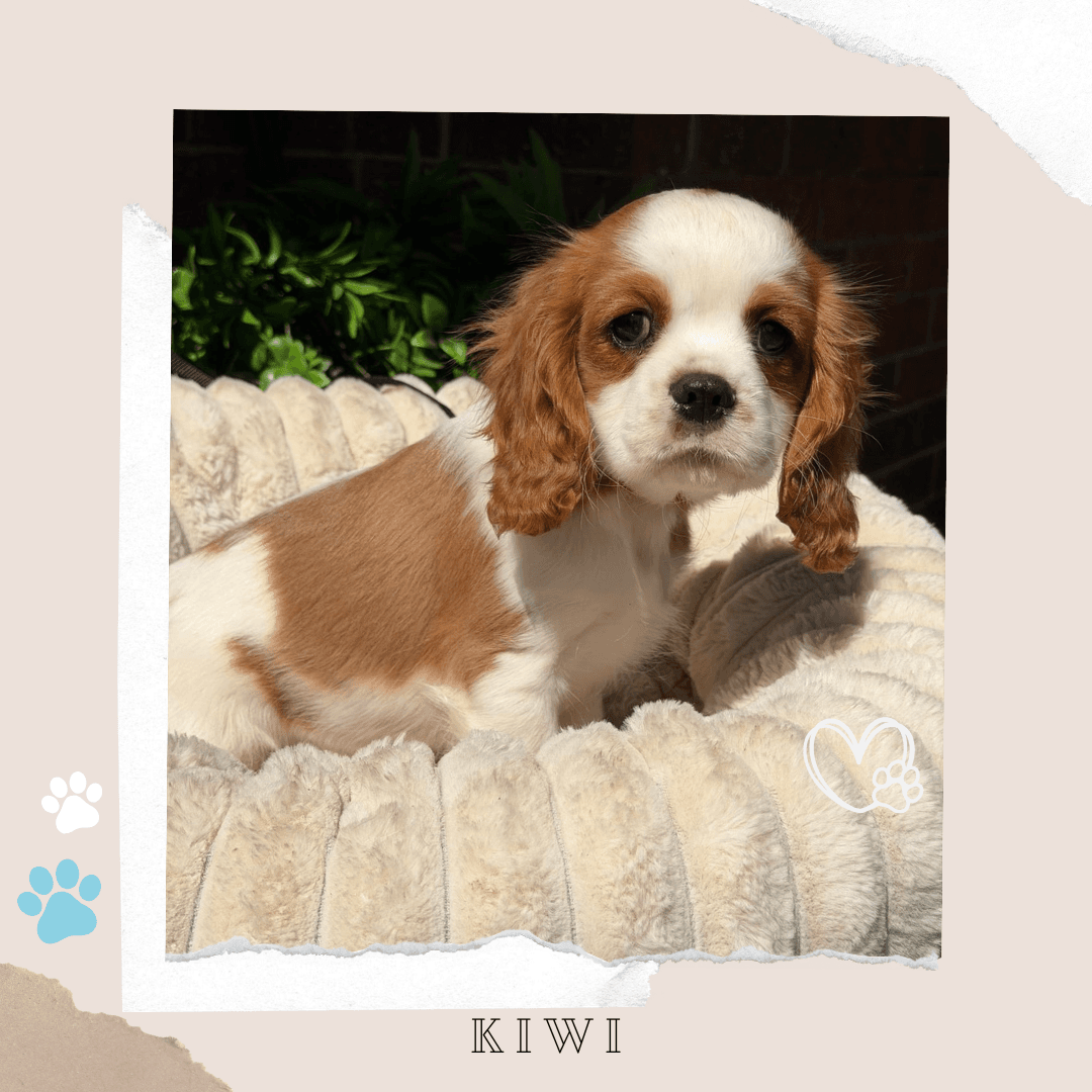 KIWI the Cavalier King Charles Spaniel puppy