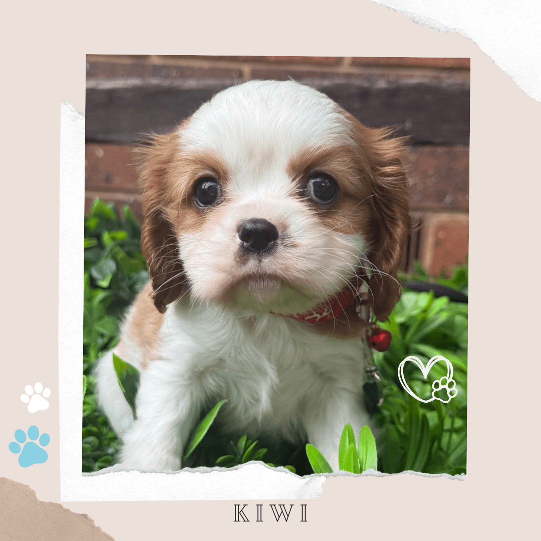 KIWI the Toy Cavoodle puppy