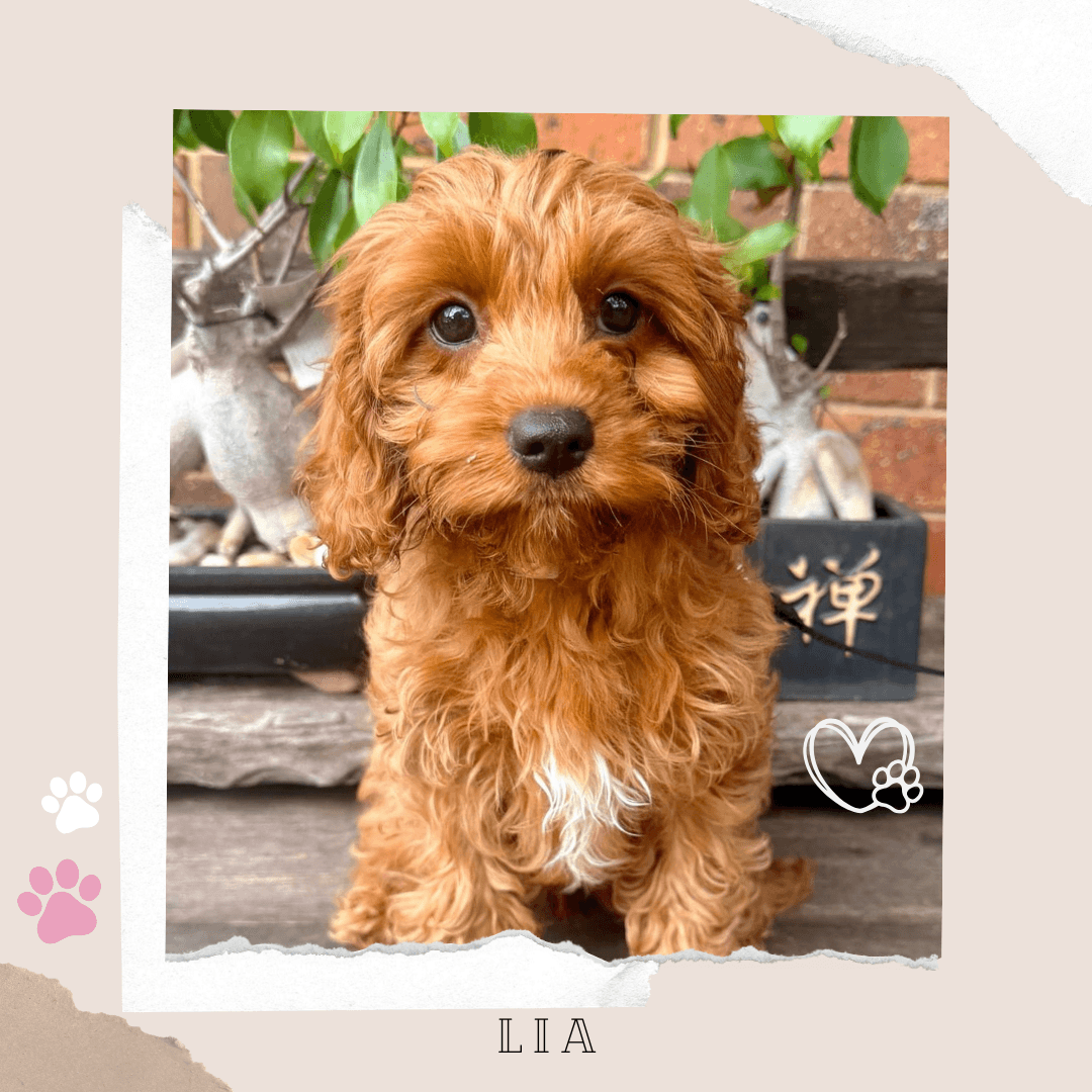 Lia the 1st Gen Toy Cavoodle puppy