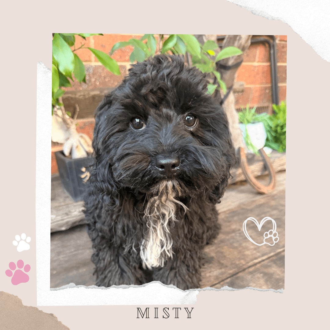 Misty the 1st Gen Toy Cavoodle puppy