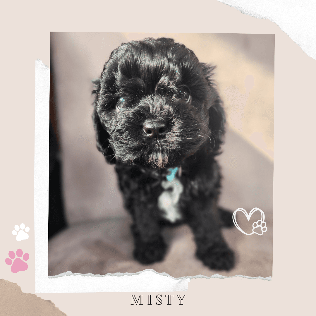 Misty the Toy Cavoodle puppy