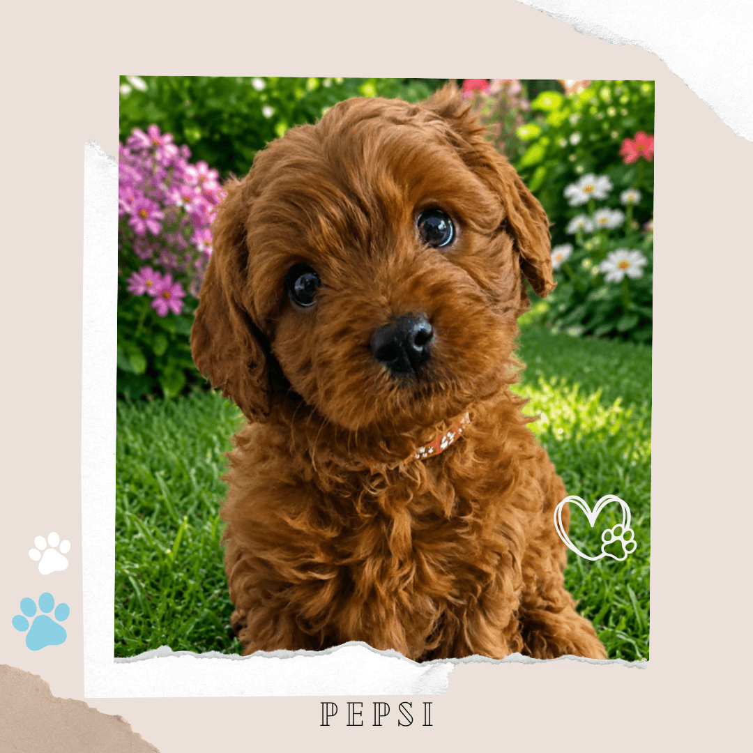 PEPSI the F1B Toy Cavoodle puppy