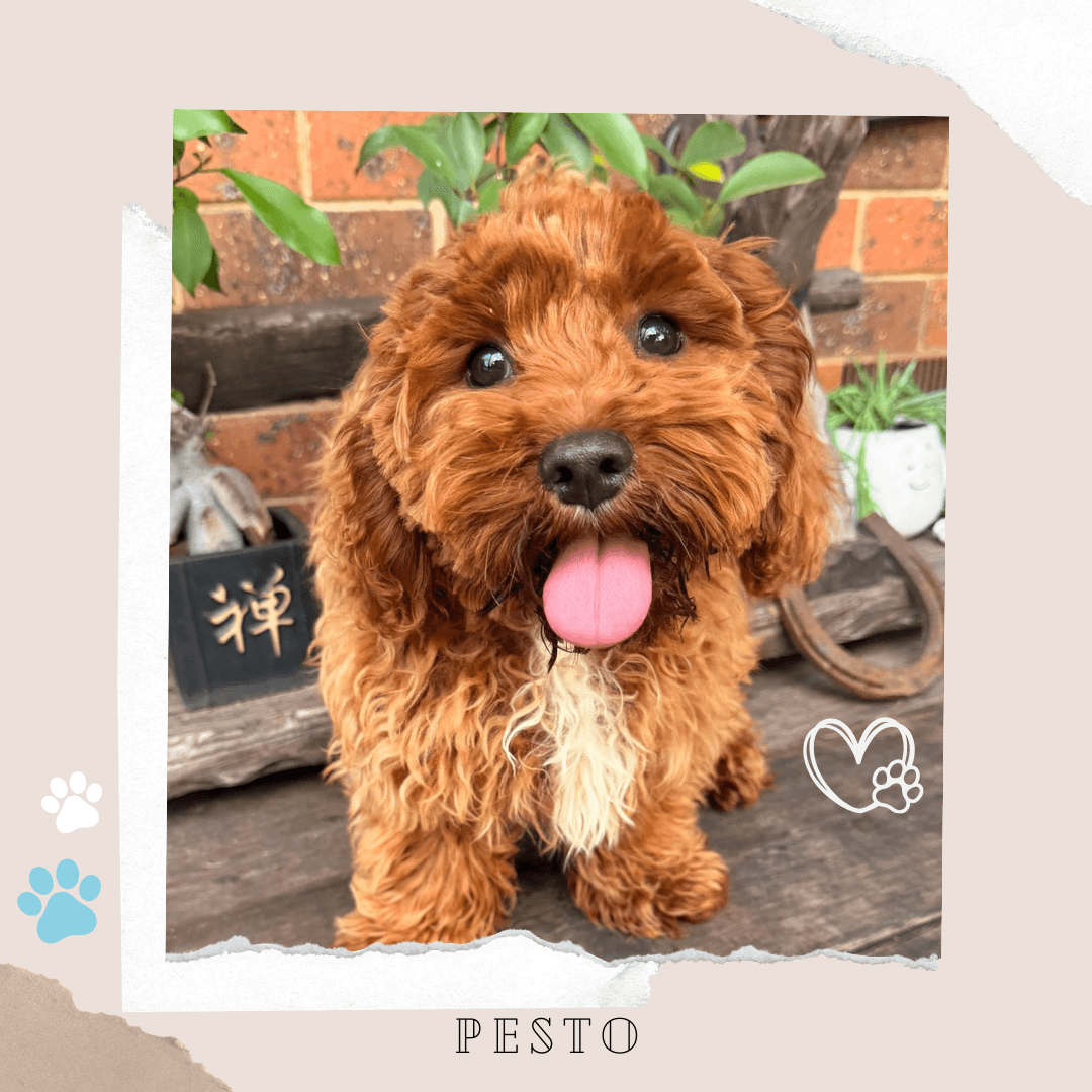 Pesto the Toy Cavoodle puppy