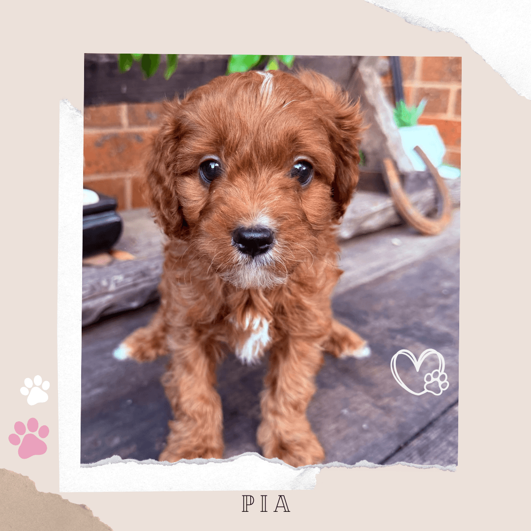 PIA the Toy Cavoodle puppy