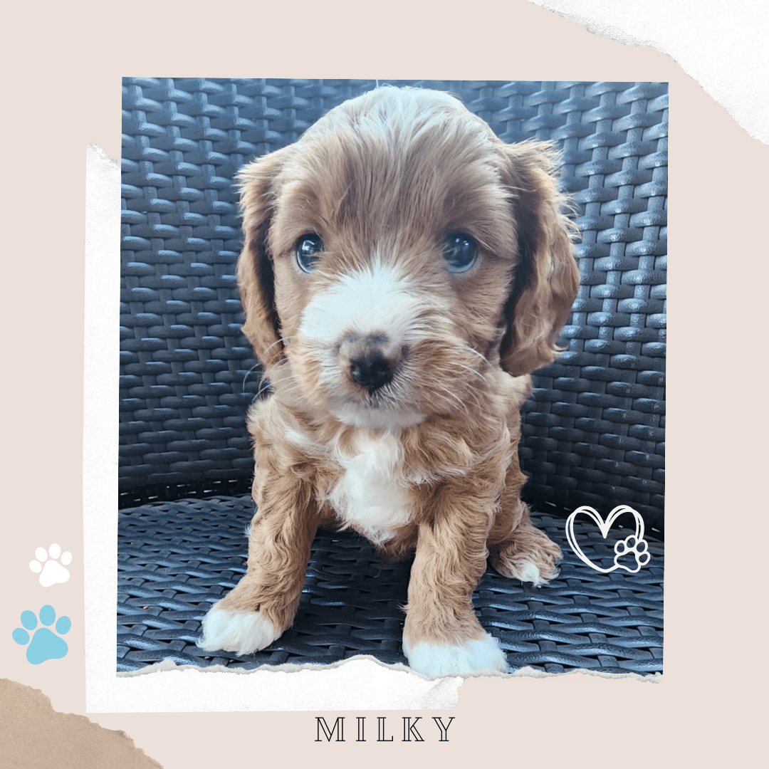 Milky the Toy Cavoodle puppy