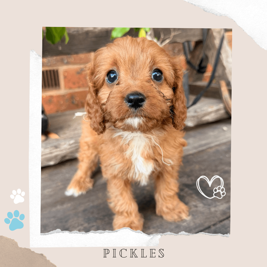 PICKLES the Toy Cavoodle puppy