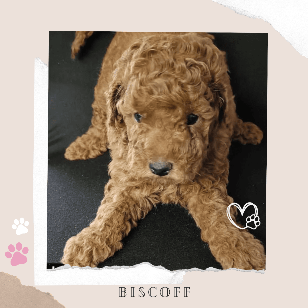 Biscoff the Toy Cavoodle puppy