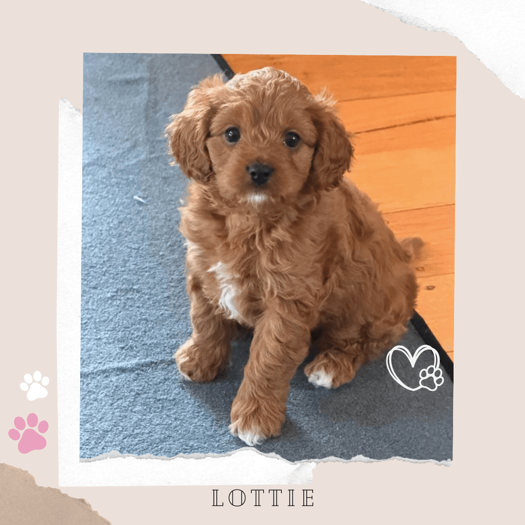 LOTTIE the Toy Cavoodle puppy