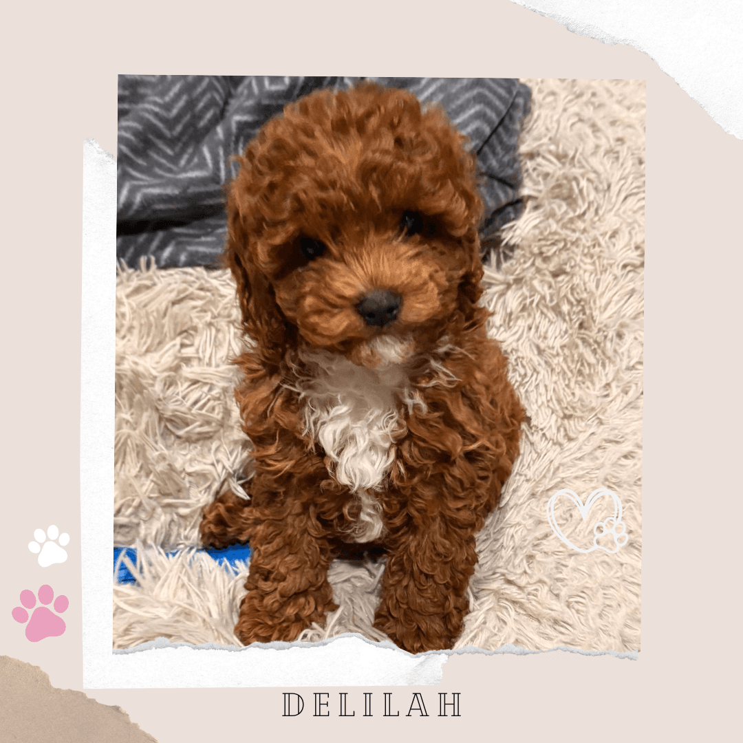DELILAH the F1B Toy Cavoodle puppy