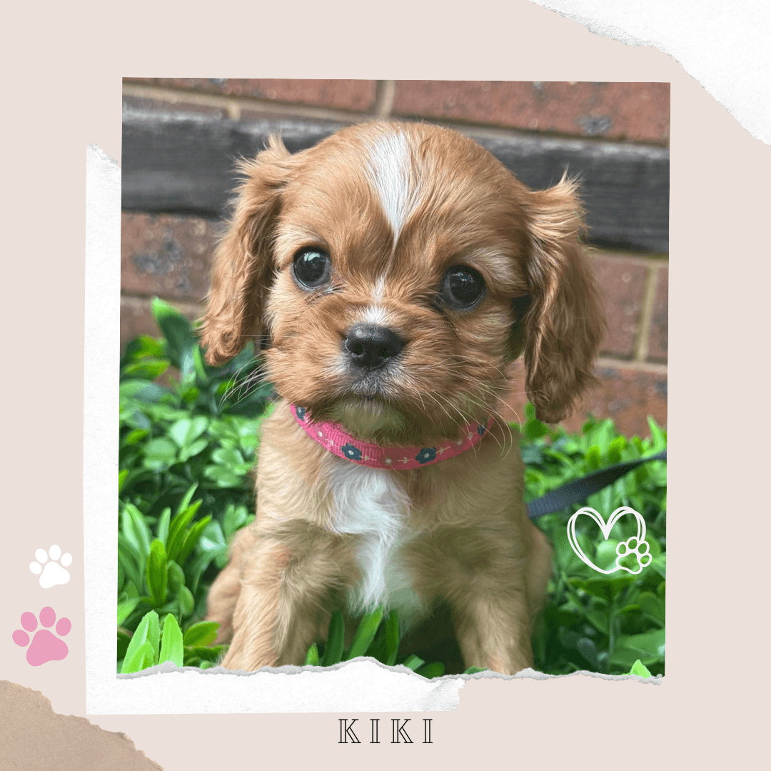 KIKI the Toy Cavoodle puppy